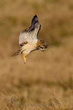   Short-eared Owl (Asio flammeus flammeus)